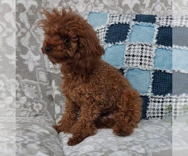 Medium Photo #2 Poodle (Toy) Puppy For Sale in ARTHUR, IL, USA