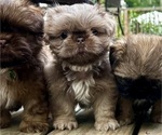 Puppy Ralphie Shih Tzu