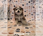 Puppy Cora Pomsky