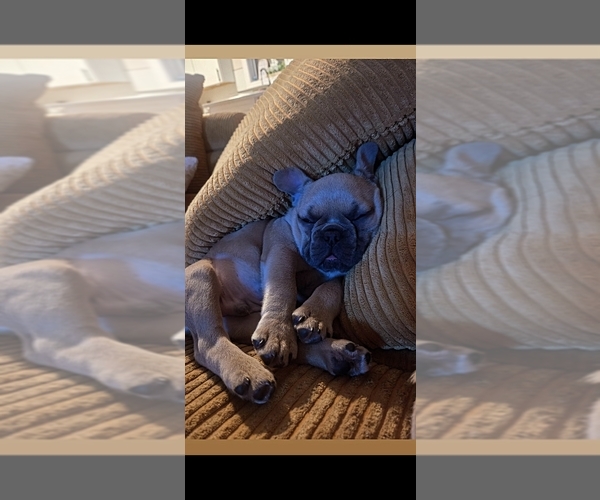 Medium Photo #1 French Bulldog Puppy For Sale in INDIANAPOLIS, IN, USA