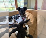 Small #1 Rat Terrier