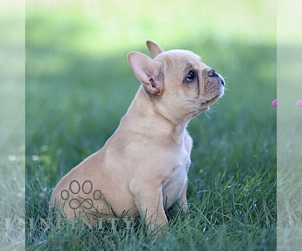 Medium Photo #4 French Bulldog Puppy For Sale in RONKS, PA, USA