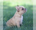 Small #3 French Bulldog
