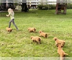 Small Photo #12 Golden Retriever Puppy For Sale in WOODSTOCK, CT, USA
