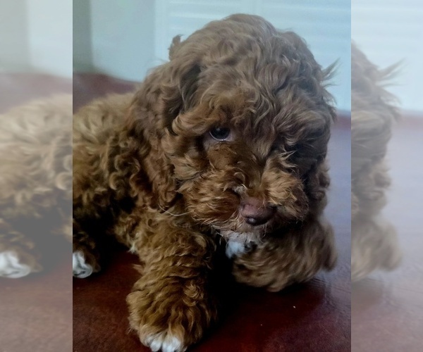 Medium Photo #5 Cock-A-Poo Puppy For Sale in FOLSOM, CA, USA