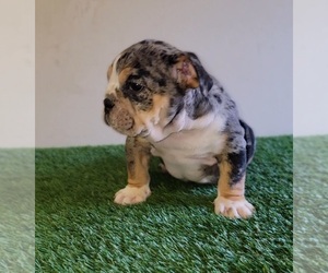 Bulldog Puppy for Sale in RANCHO CUCAMONGA, California USA
