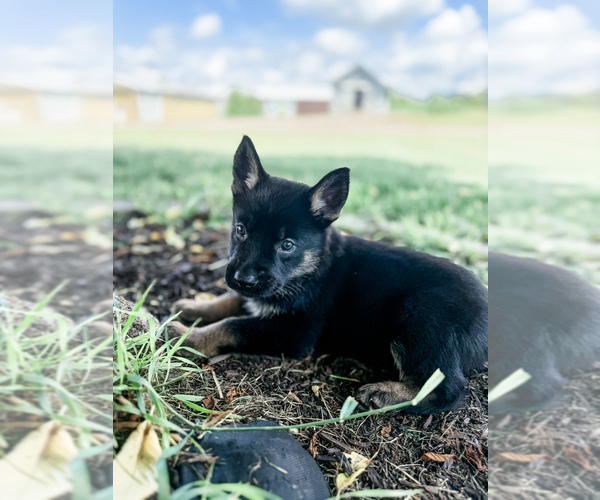 Medium Photo #4 German Shepherd Dog Puppy For Sale in HUDSONVILLE, MI, USA