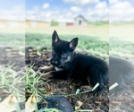 Small #3 German Shepherd Dog