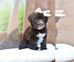 Portuguese Water Dog Puppy for sale in MILLERSBURG, OH, USA