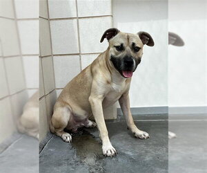 HONEY BUTTER BISCUITT - Male American Pit Bull Terrier Dog for Adoption - Photo #2