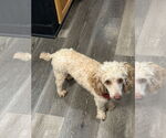 Small #3 Poodle (Toy)