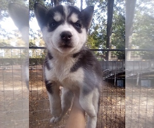 Siberian Husky Puppy for sale in FLORENCE, SC, USA