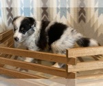 Small #8 Shetland Sheepdog
