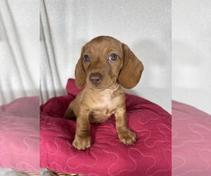 Dachshund Puppy for sale in GREENFIELD, IN, USA