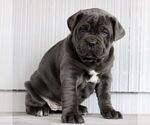 Small #2 Cane Corso