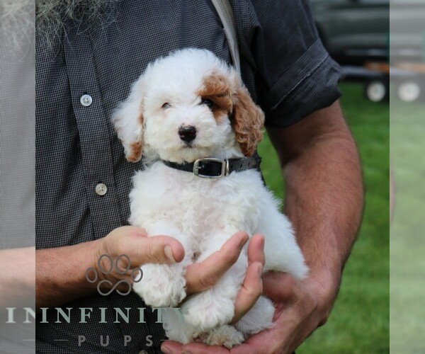 Medium Photo #3 Goldendoodle (Miniature) Puppy For Sale in GORDONVILLE, PA, USA