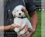 Small #2 Goldendoodle (Miniature)