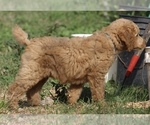 Small Photo #38 Poodle (Standard) Puppy For Sale in GARWOOD, TX, USA