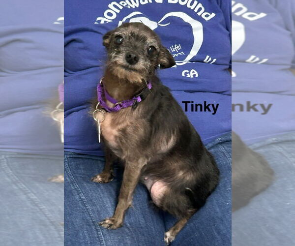 Medium Photo #2 Chihuahua Puppy For Sale in Ellijay, GA, USA