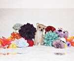 Small Photo #63 Chihuahua Puppy For Sale in CHARLESTON, AR, USA