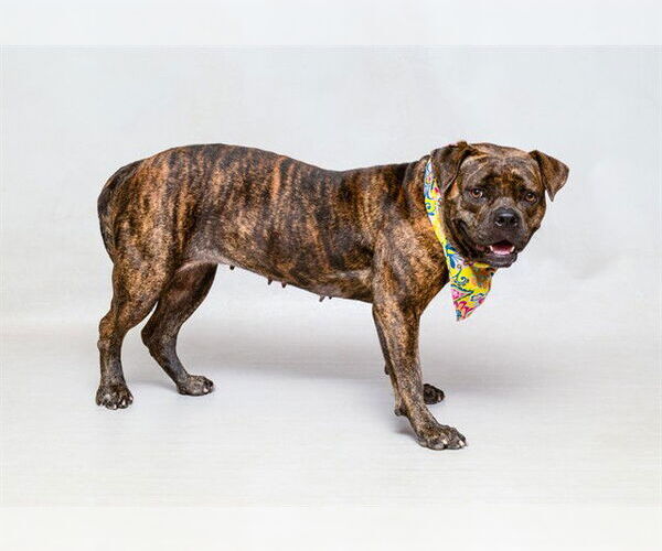 Medium Photo #2 Mutt Puppy For Sale in Sanford, FL, USA