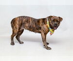 Small #1 Mutt