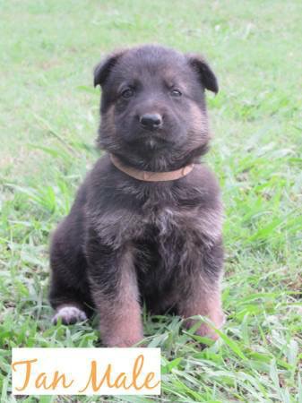 Medium Photo #1 German Shepherd Dog Puppy For Sale in HOLDENVILLE, OK, USA