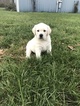 Small Photo #2 Labrador Retriever Puppy For Sale in CAMBY, IN, USA