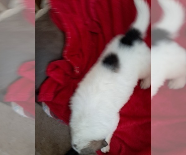 Medium Photo #3 Great Pyrenees Puppy For Sale in BANCROFT, WI, USA