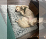 Small #2 Samoyed Mix