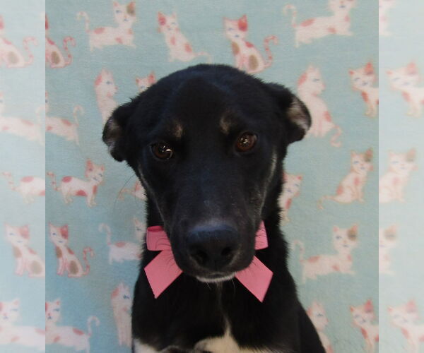 Medium Photo #1 Labrador Retriever-Spaniel Mix Puppy For Sale in San Diego, CA, USA