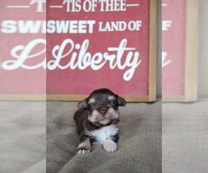 Schnauzer (Miniature) Puppy for sale in KINGSPORT, TN, USA