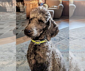 Poodle (Standard) Dogs for adoption in Pacolet, SC, USA