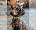 Small Poodle (Standard)