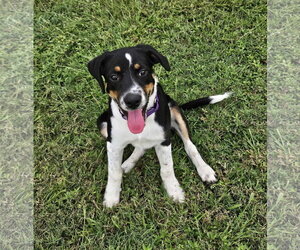 Border Collie-Unknown Mix Dogs for adoption in Oakhurst, NJ, USA