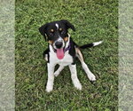 Small Border Collie Mix