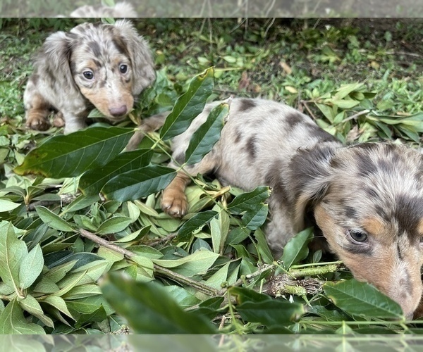 Medium Photo #12 Dachshund Puppy For Sale in KILN, MS, USA