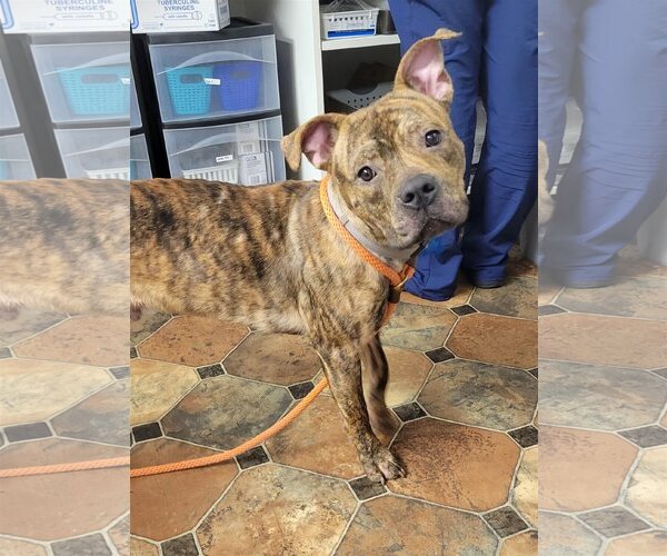 Medium Photo #7 American Staffordshire Terrier-Boxer Mix Puppy For Sale in Minneapolis, MN, USA