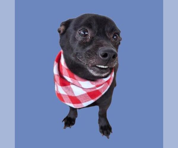 Medium Photo #2 Chihuahua Puppy For Sale in Bakersfield, CA, USA