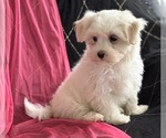 Small #7 Maltese