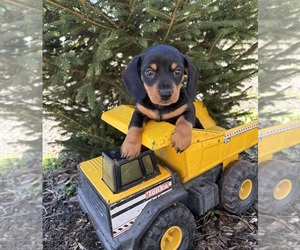 Dachshund Puppy for sale in MIDDLEBURY, IN, USA