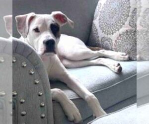 Boxador Dog for Adoption in SAN ANTONIO, Texas USA