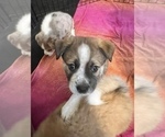 Small Photo #5 Akita-Australian Shepherd Mix Puppy For Sale in NEWPORT NEWS, VA, USA