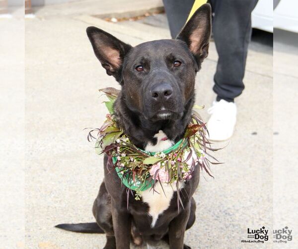 Medium Photo #20 Mutt Puppy For Sale in Washington, DC, USA