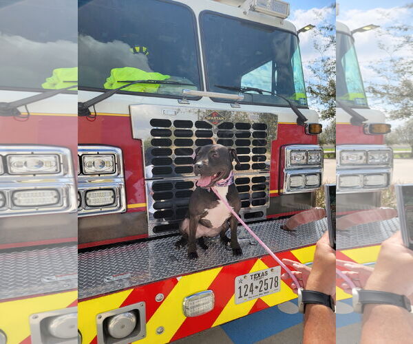 Medium Photo #23 American Staffordshire Terrier-Unknown Mix Puppy For Sale in Rosenberg, TX, USA