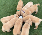 Small #5 Golden Retriever