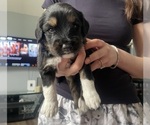 Puppy Puppy 2 Cock-A-Poo-Siberian Cocker Mix