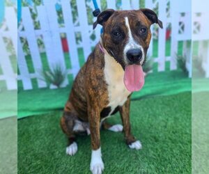 Bullboxer Pit Dogs for adoption in Long Beach, CA, USA