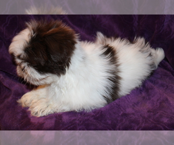 Medium Photo #2 Shih Tzu Puppy For Sale in BLOOMINGTON, IN, USA