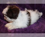 Small Photo #2 Shih Tzu Puppy For Sale in BLOOMINGTON, IN, USA